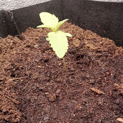Royal Critical Automatic growlog timeline photo