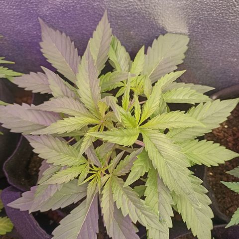 Royal Critical Automatic growlog timeline photo