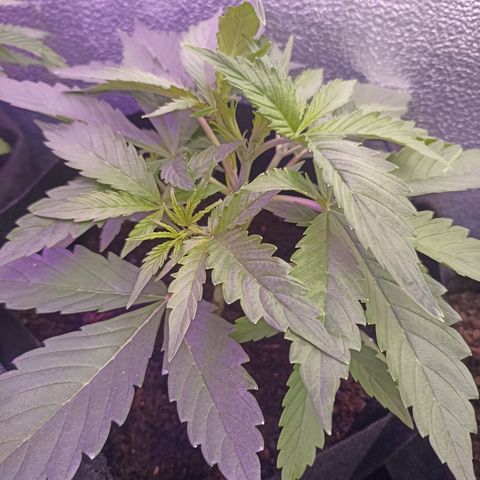 Royal Critical Automatic growlog timeline photo