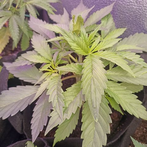 Royal Critical Automatic growlog timeline photo