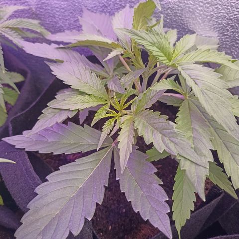 Royal Critical Automatic growlog timeline photo