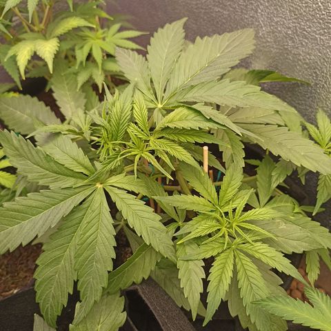 Royal Critical Automatic growlog timeline photo