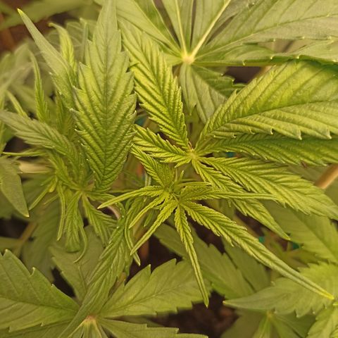 Royal Critical Automatic growlog timeline photo