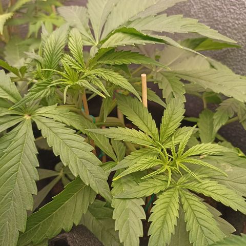 Royal Critical Automatic growlog timeline photo