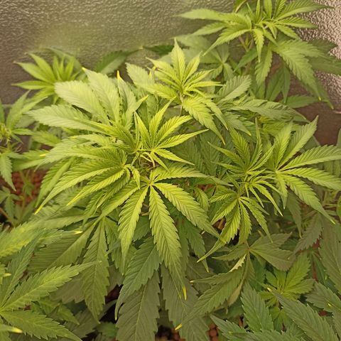 Royal Critical Automatic growlog timeline photo