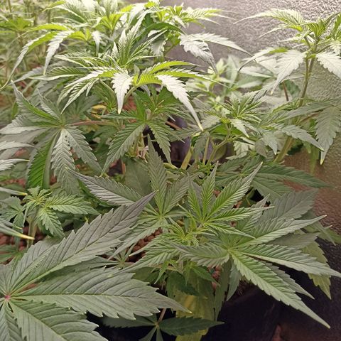 Royal Critical Automatic growlog timeline photo