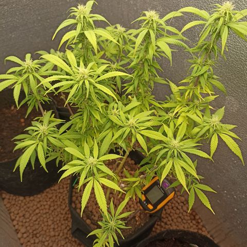Royal Critical Automatic growlog timeline photo