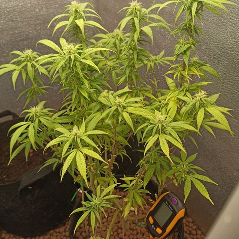 Royal Critical Automatic growlog timeline photo