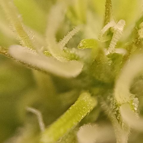 Royal Critical Automatic growlog timeline photo