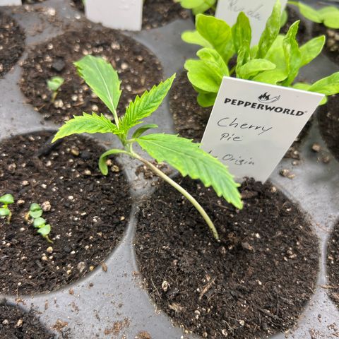 Cherry Pie growlog timeline photo