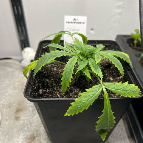 Cherry Pie growlog timeline photo