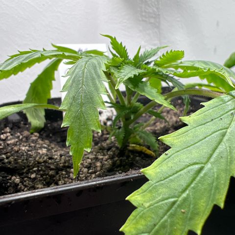 Cherry Pie growlog timeline photo