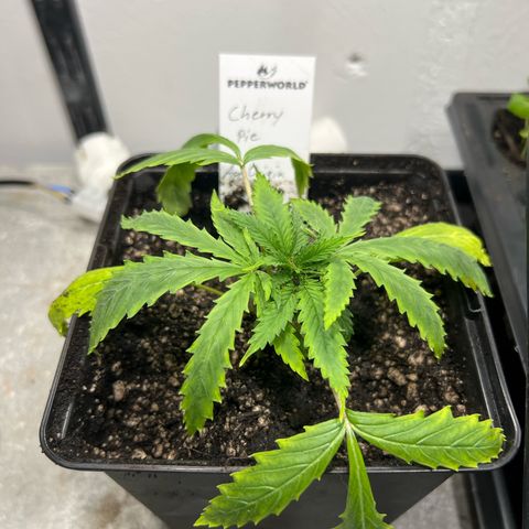 Cherry Pie growlog timeline photo