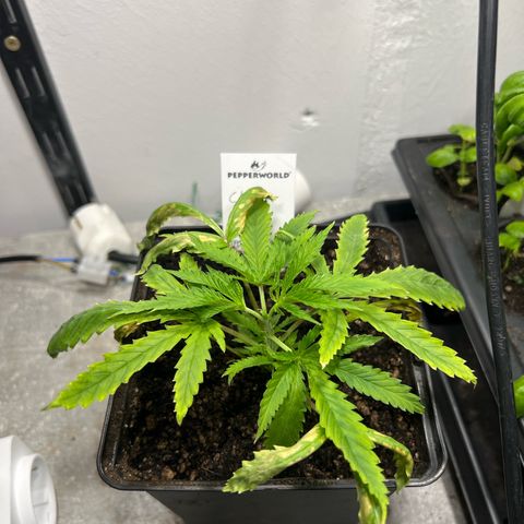 Cherry Pie growlog photo: Topping 