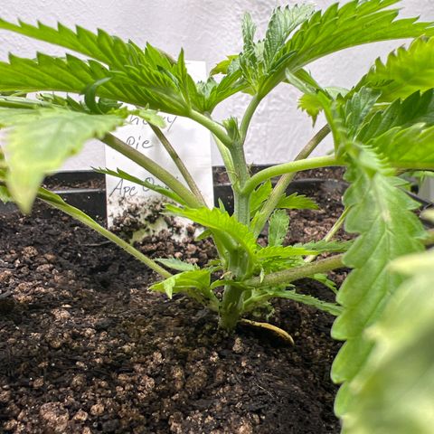 Cherry Pie growlog photo: Topping 