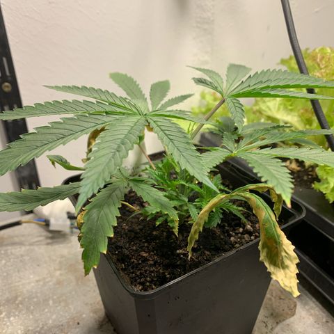 Cherry Pie growlog timeline photo