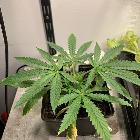 Cherry Pie growlog timeline photo