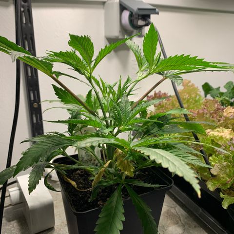 Cherry Pie growlog photo: 5 Tage bis zum 11 Liter Endtopf und automatischer Bewässerung