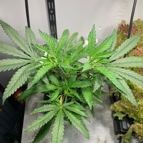 Cherry Pie growlog photo: 5 Tage bis zum 11 Liter Endtopf und automatischer Bewässerung