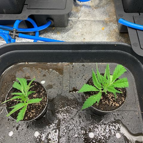 Cherry Pie growlog photo: Stecklinge