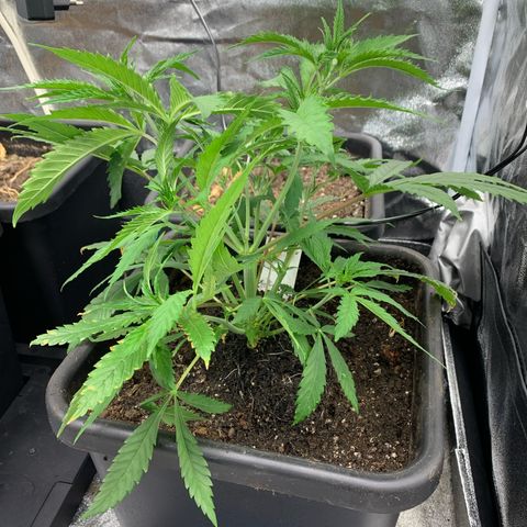Cherry Pie growlog photo: Umtopfen