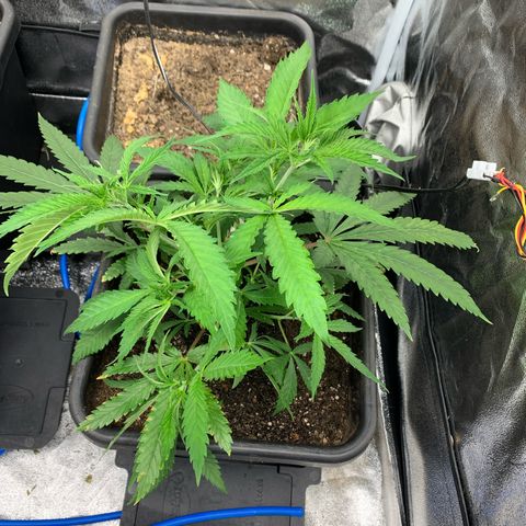 Cherry Pie growlog photo: Umtopfen