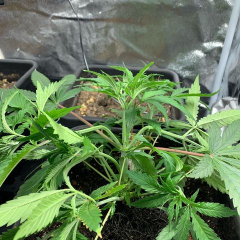 Cherry Pie growlog photo: Lst 