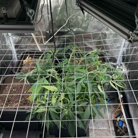 Cherry Pie growlog photo: SCROG