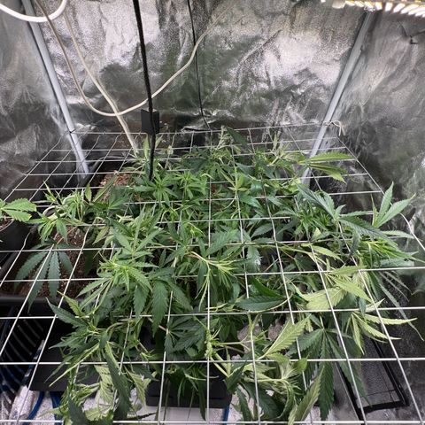 Cherry Pie growlog timeline photo