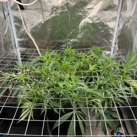 Cherry Pie growlog photo: Eingebunden. Entlaubt