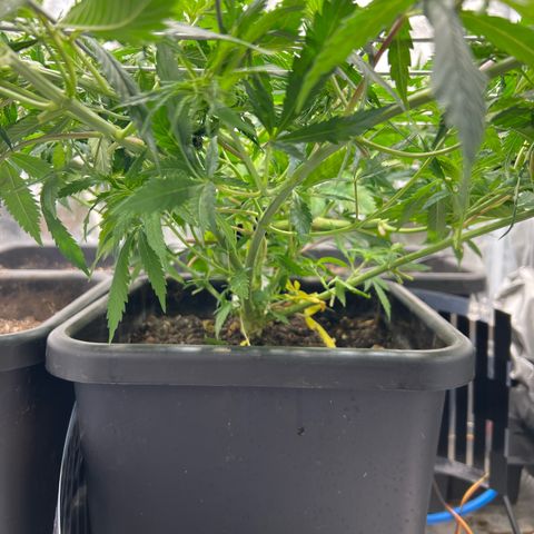 Cherry Pie growlog photo: Eingebunden. Entlaubt
