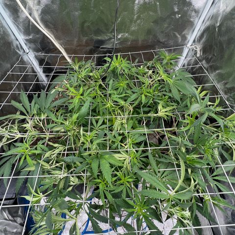 Cherry Pie growlog photo: Eingebunden. Entlaubt
