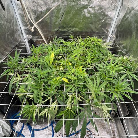 Cherry Pie growlog timeline photo
