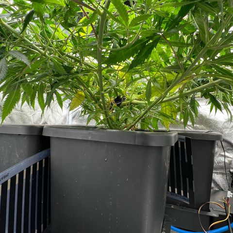 Cherry Pie growlog timeline photo