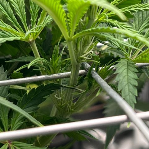 Cherry Pie growlog timeline photo