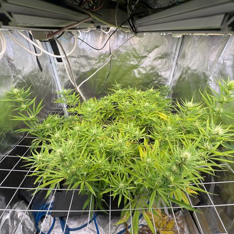 Cherry Pie growlog timeline photo