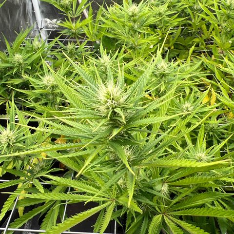 Cherry Pie growlog timeline photo