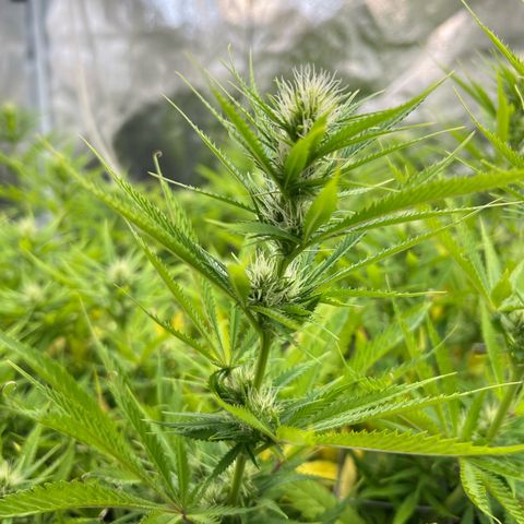 Cherry Pie growlog timeline photo
