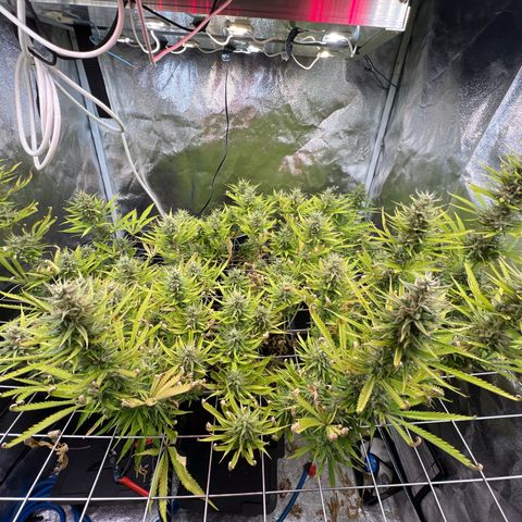Cherry Pie growlog timeline photo
