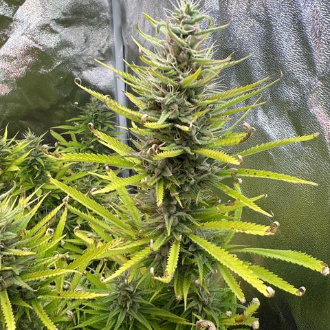 Cherry Pie growlog timeline photo