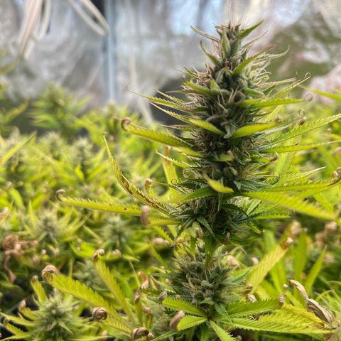 Cherry Pie growlog timeline photo