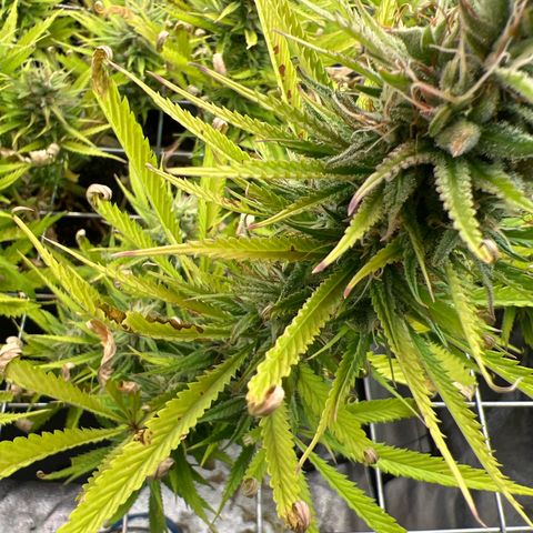 Cherry Pie growlog timeline photo