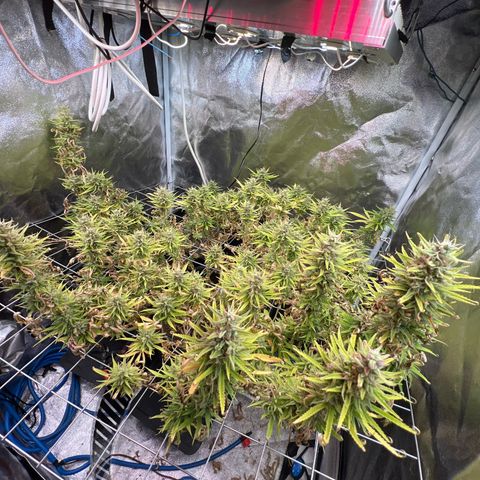 Cherry Pie growlog timeline photo