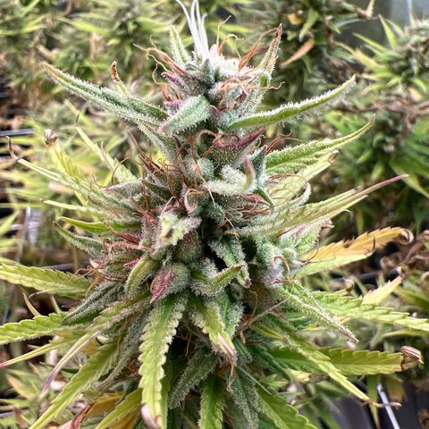 Cherry Pie growlog timeline photo