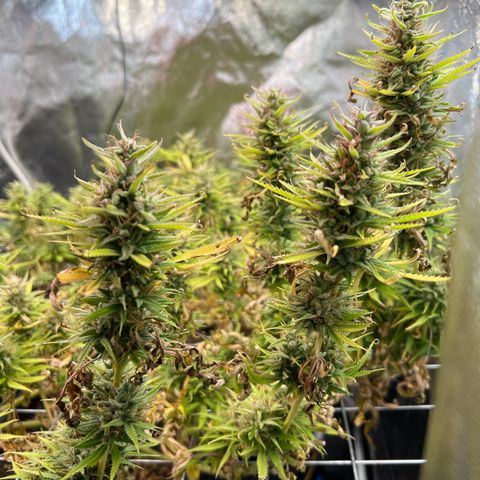 Cherry Pie growlog timeline photo