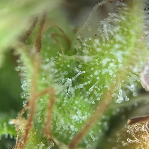 Cherry Pie growlog timeline photo