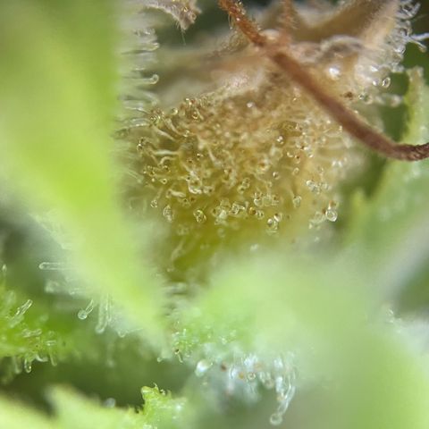 Cherry Pie growlog timeline photo
