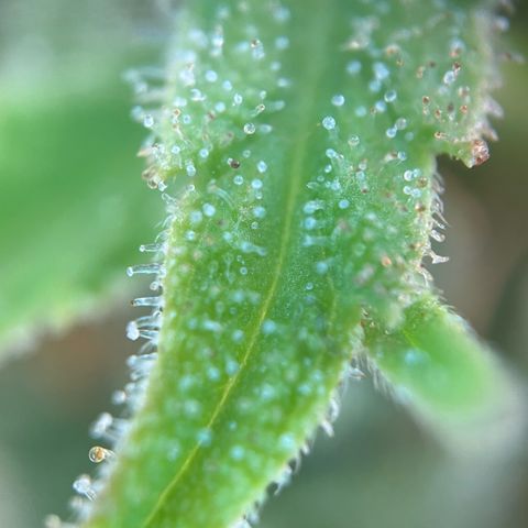 Cherry Pie growlog timeline photo