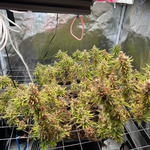Cherry Pie growlog timeline photo