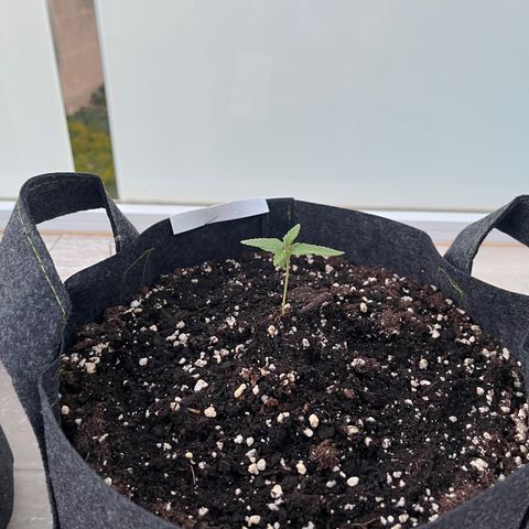 Super Lemon Haze growlog timeline photo